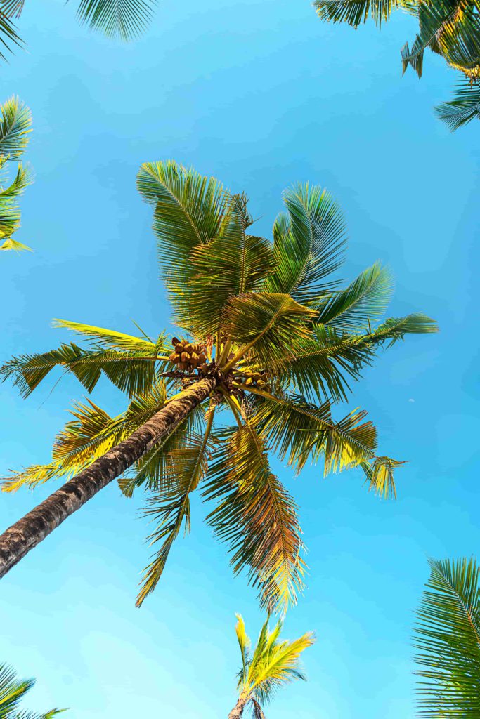 palm-tree-in miami-beach-florida